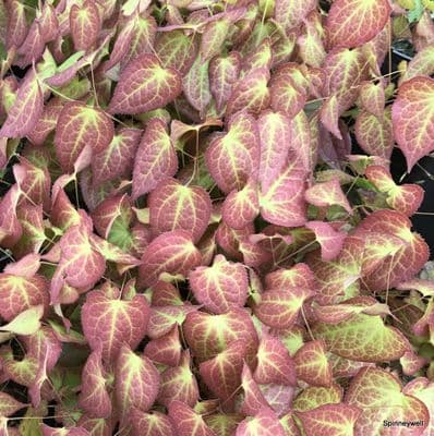 Epimedium rubrum  5L