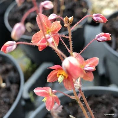 Epimedium warleyense 2L