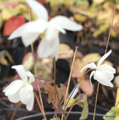 Epimedium young. 'Niveum'  9cm  OUT OF STOCK