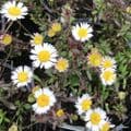 Erigeron karvinskianus     9cm