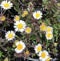 Erigeron karvinskianus     9cm