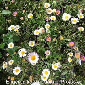 Erigeron karvinskianus     9cm