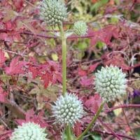Eryngium yuccifolium  2L