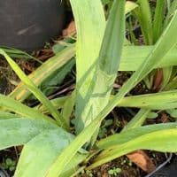 Eryngium yuccifolium  2L