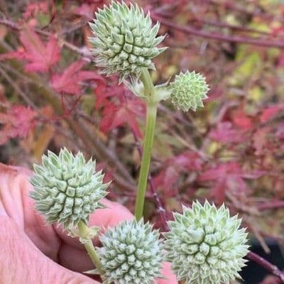 Eryngium yuccifolium  2L