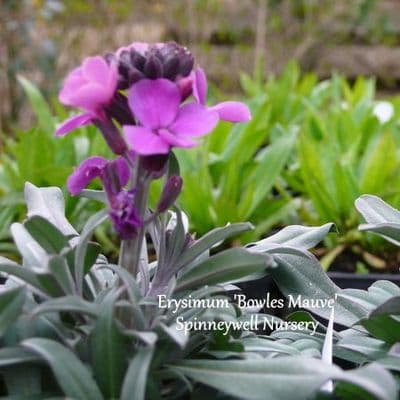 Erysimum 'Bowles Mauve'  3L
