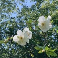 Eucryphia milligani   COLLECT ONLY 20L