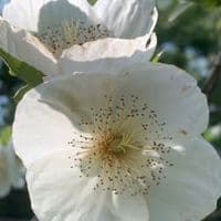 Eucryphia milligani   COLLECT ONLY 20L