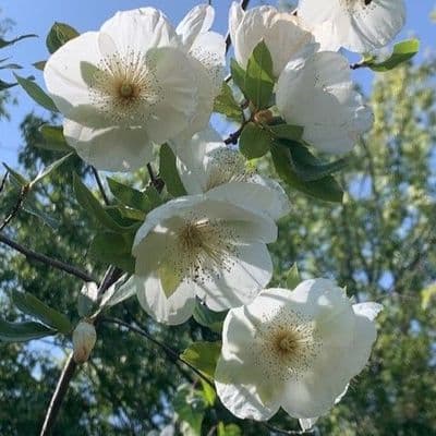 Eucryphia milligani   COLLECT ONLY 20L