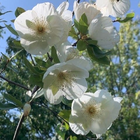 Eucryphia milligani   COLLECT ONLY 20L