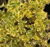 Euonymus fortunei 'Emerald & Gold'  5L