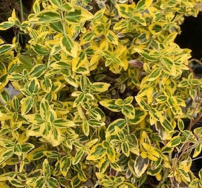 Euonymus fortunei 'Emerald & Gold'  5L
