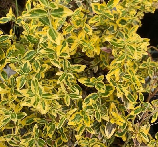 Euonymus fortunei 'Emerald & Gold'  5L