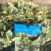 Euonymus fortunei 'Silver Queen' ** 4.5L