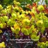Euphorbia amygdaloides 'Purpurea' (spurge) 9CM READY SEPT2024