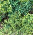 Euphorbia characias  2L