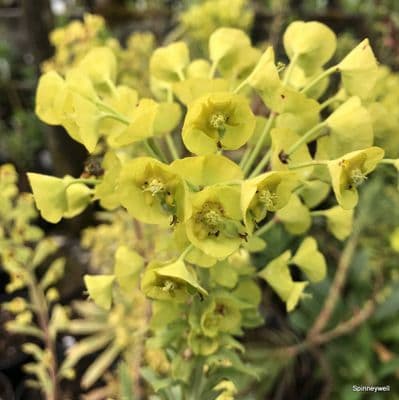 Euphorbia characias ssp wulfennii (spurge)  10L