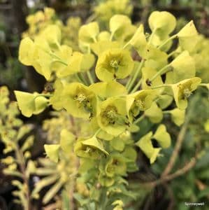 Euphorbia characias ssp wulfennii (spurge)  5L SOLD OUT TEMPORARILY