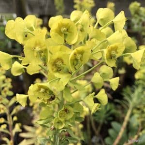 Euphorbia characias 'Wulfenii' (spurge) 3L SOLD OUT