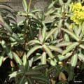 Euphorbia Excalibur  **  2L