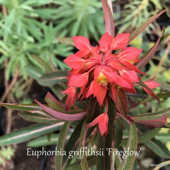 Euphorbia griffithsii 'Beauty Orange'  2L