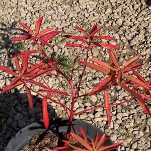 Euphorbia griffithsii 'Dixter'   5L
