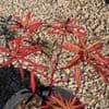 Euphorbia griffithsii 'Dixter'   5L  SOLD OUT