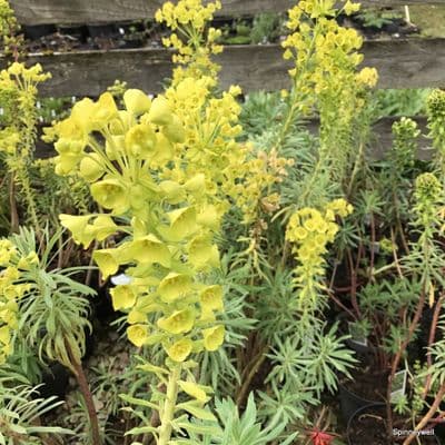 Euphorbia 'Lambrook Gold' (spurge)  2L   SOLD OUT
