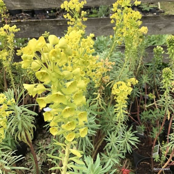 Euphorbia 'Lambrook Gold' (spurge)  2L   SOLD OUT