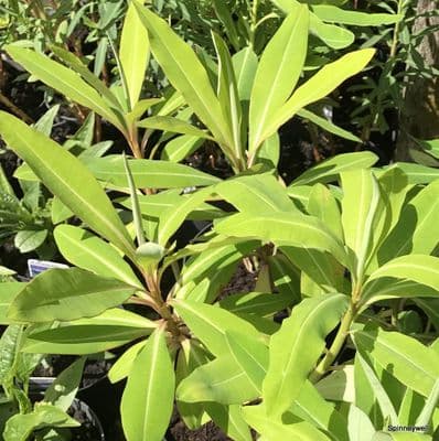 Euphorbia mellifera  25L 120cm+