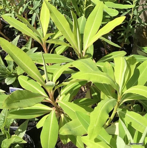 Euphorbia mellifera  25L 120cm+