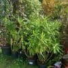 Euphorbia mellifera 5L 80-100cms bushy