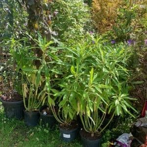 Euphorbia mellifera  5L 80-100cms bushy