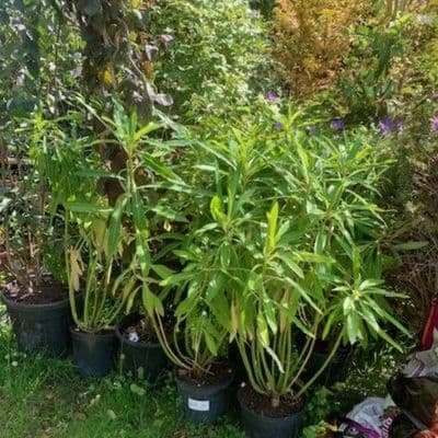 Euphorbia mellifera  5L 80-100cms bushy