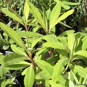 Euphorbia mellifera  7.5L  SOLD OUT