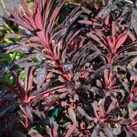 Euphorbia 'Miners Merlot' (PBR)  3L
