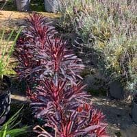 Euphorbia 'Miners Merlot' (PBR)  3L
