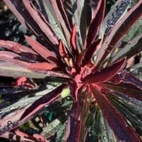 Euphorbia 'Miners Merlot' (PBR)  3L