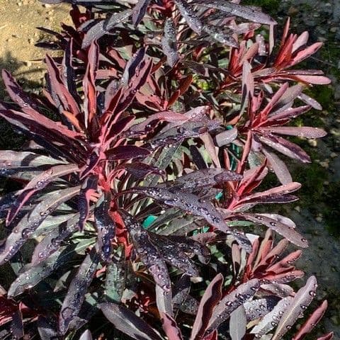 Euphorbia 'Miners Merlot' (PBR)  3L