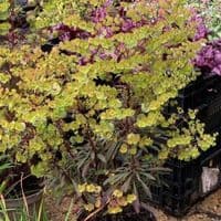 Euphorbia 'Miners Merlot' (PBR)  5L