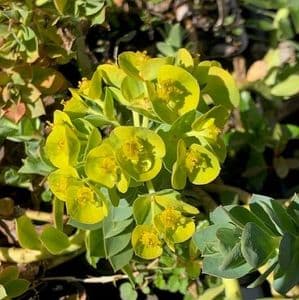 Euphorbia myrsinites AGM  1L