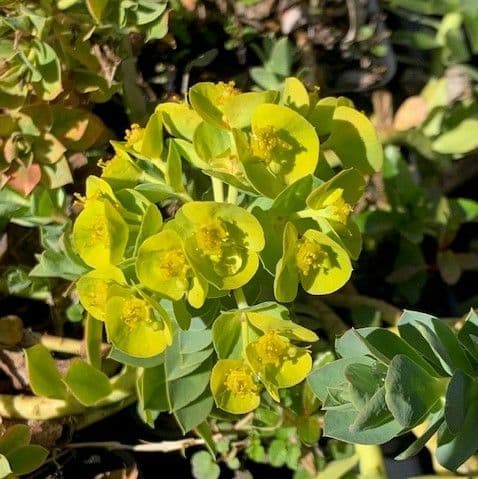 Euphorbia myrsinites AGM  1L