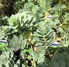 Euphorbia myrsinites AGM  2L