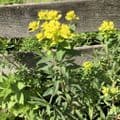 Euphorbia palustris  5L