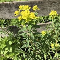 Euphorbia palustris  5L