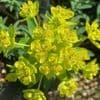Euphorbia palustris  5L
