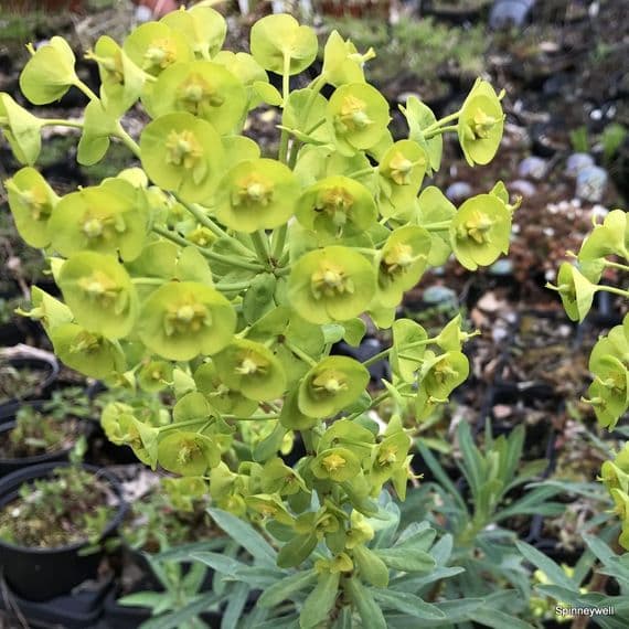Euphorbia x martinii  2L SOLD OUT