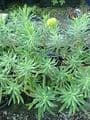 Euphorbia x martinii   9cm  SOLD OUT