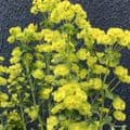Euphorbia x martinii   9cm  SOLD OUT