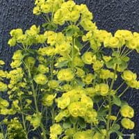 Euphorbia x martinii   9cm  SOLD OUT